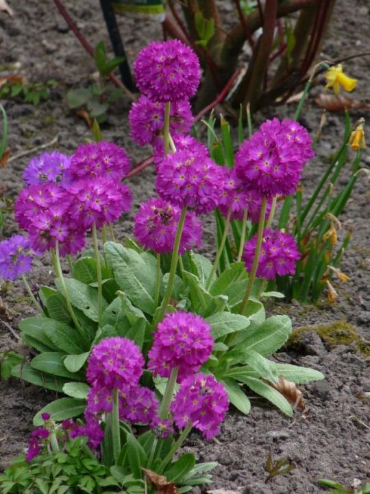 Primula Denticulata Rubin- иглика топчеста (1457)